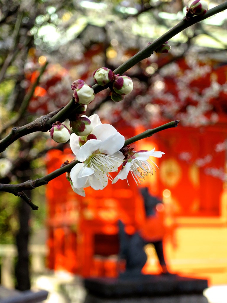Plum blossoms at Kanda Myojin shrine