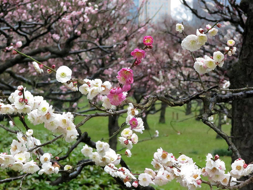 Plum blossoms at Hama-Rikyu Teien