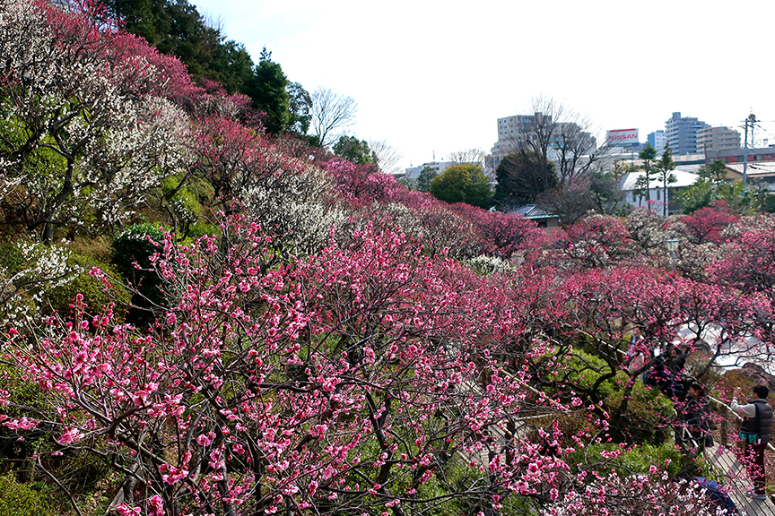 Plum blossoms at Ikegami Honmonji Bai-en