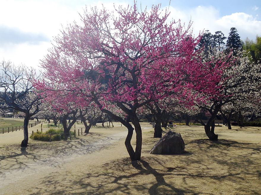 Plum blossoms at Kairakuen garden