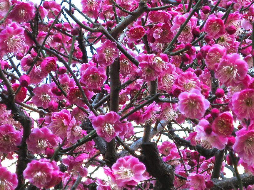 Plum blossoms on Kappabashi street