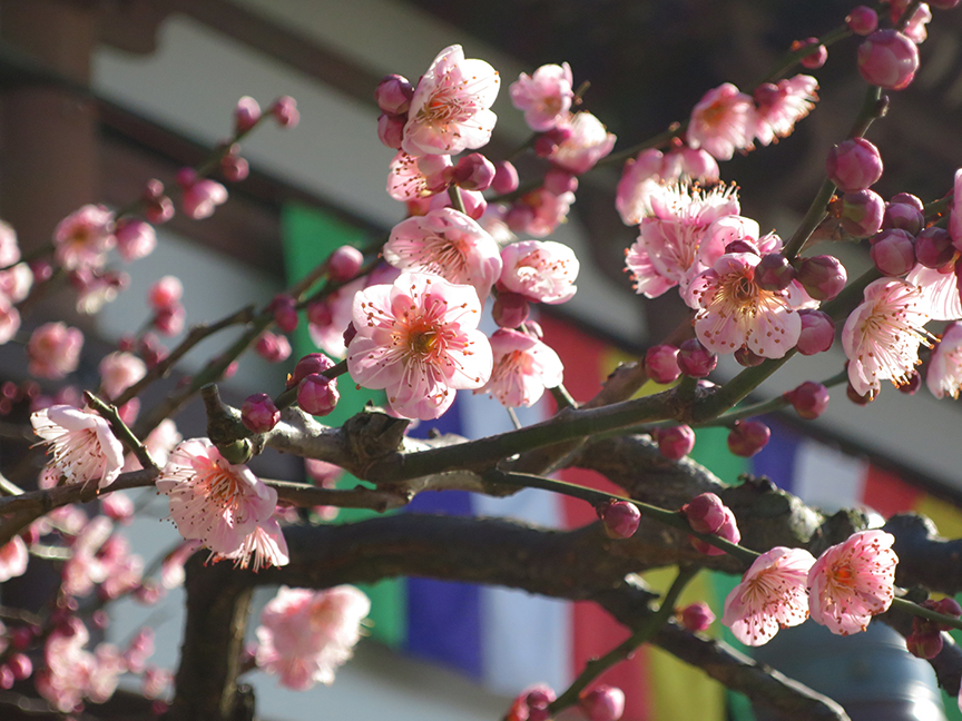 Plum blossoms at Nisharai Daishi temple
