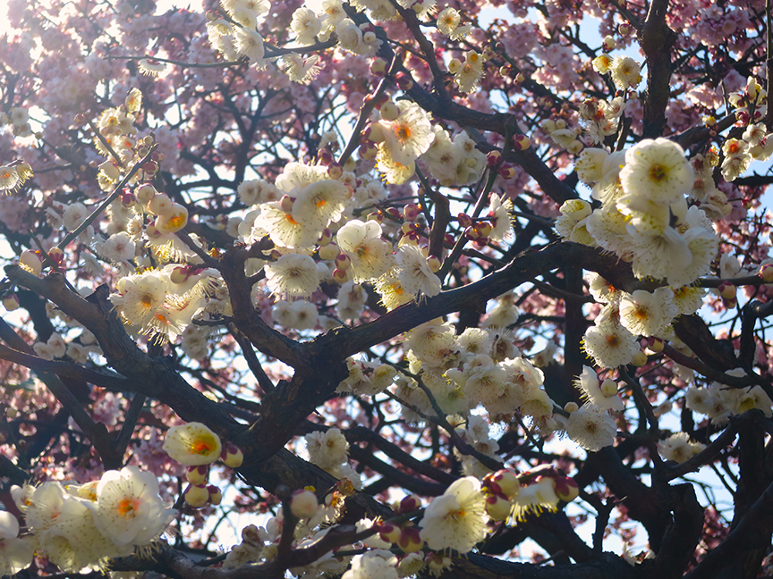 Plum blossoms at Nisharai Daishi temple