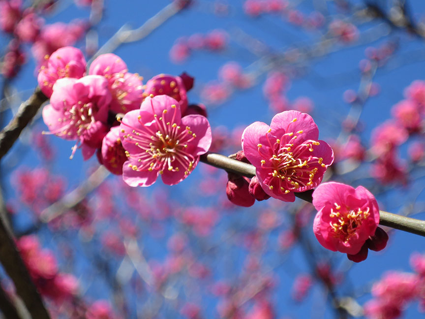 Dark pink plum blossoms