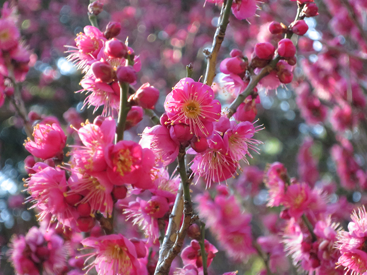 The fabulous flower season that happens when nothing else is blooming