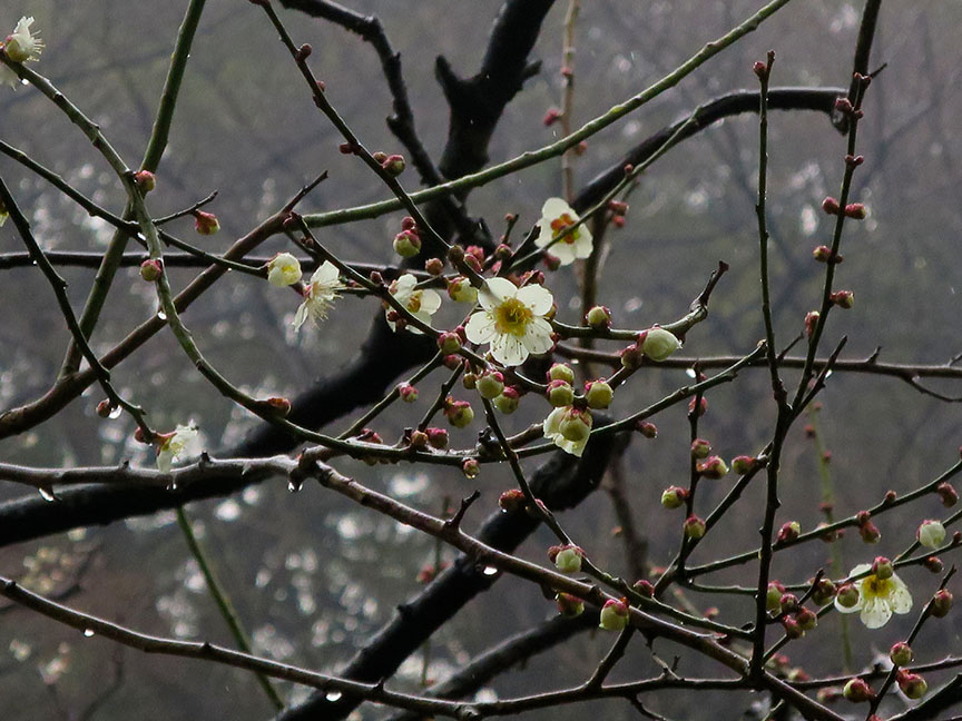 Plum blossoms at Shinjuku Gyoen
