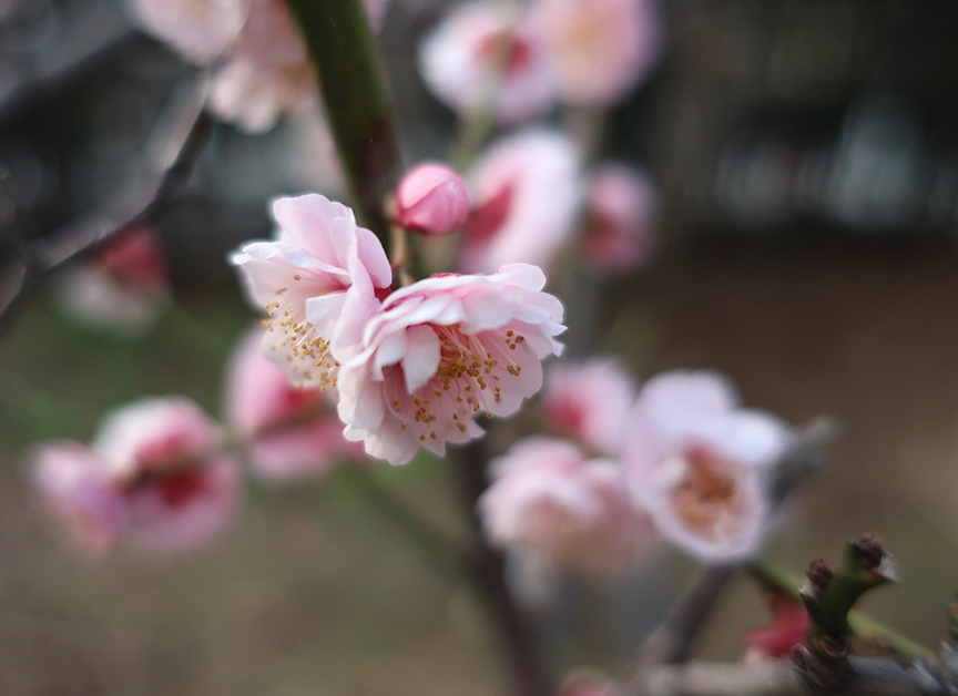 Double pink plum blossoms