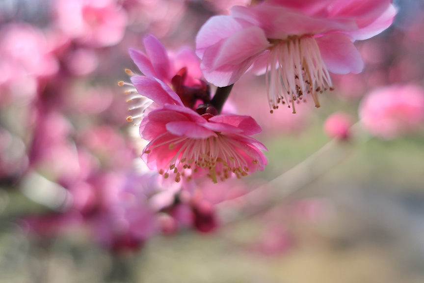 Double pink plum blossoms