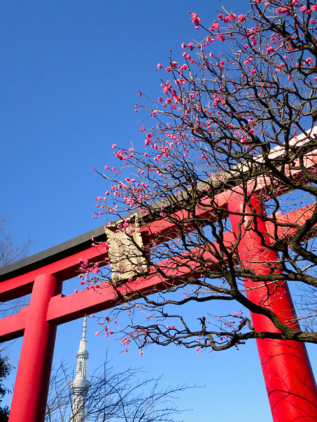 Plum blossoms at Kameido Tenjin shrine