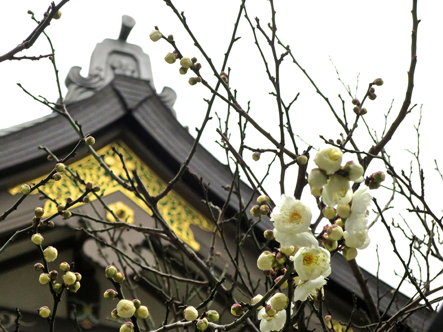Plum blossoms at Yushima Tenjin shrine