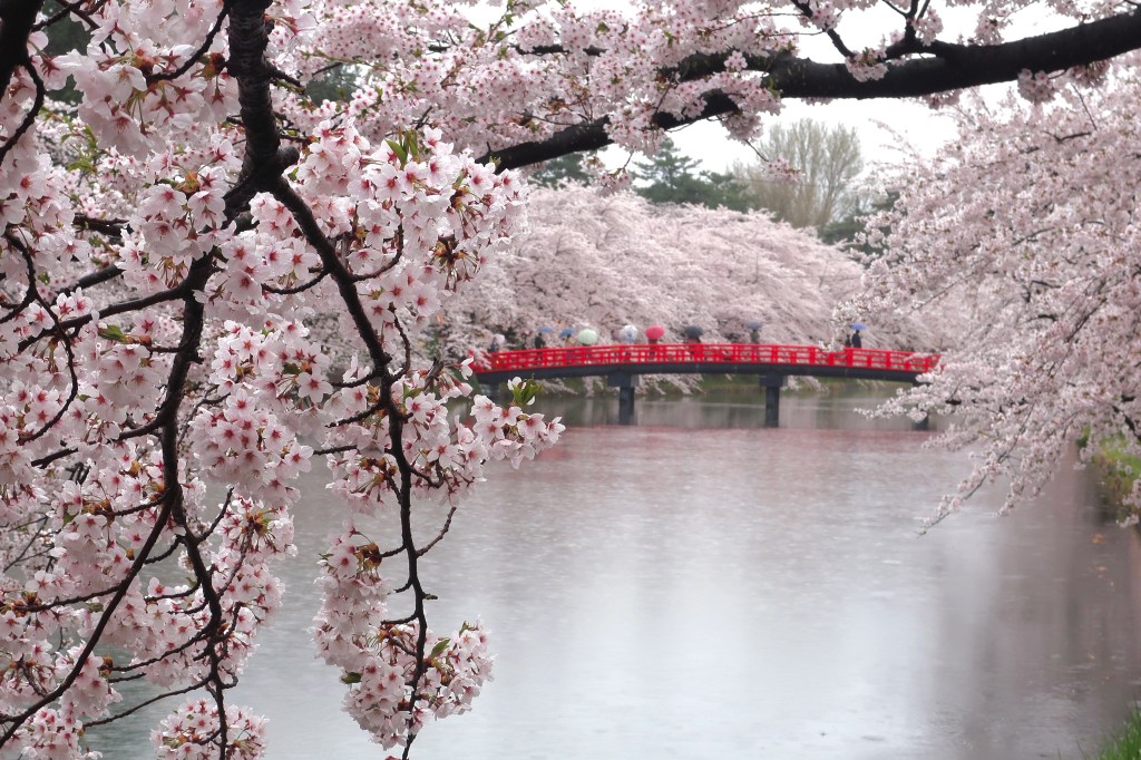 Cherry blossom season at Hirosaki Castle in Aomori prefecture
