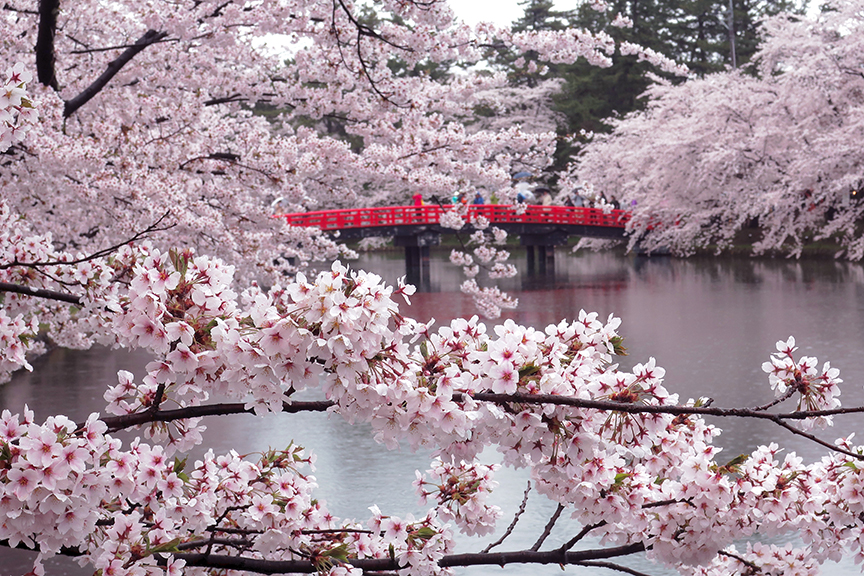 The cherry blossoms of your dreams…a month after all the rest are