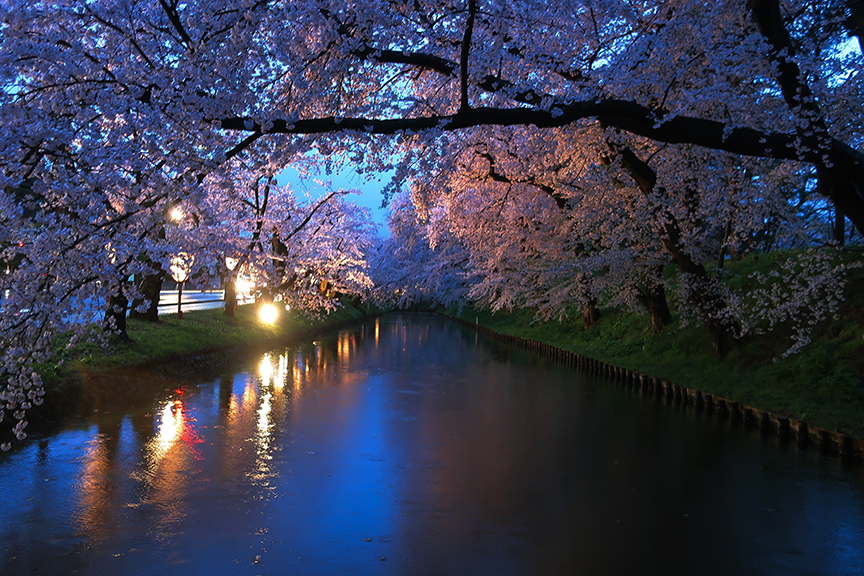 Cherry blossom season at Hirosaki Castle in Aomori prefecture