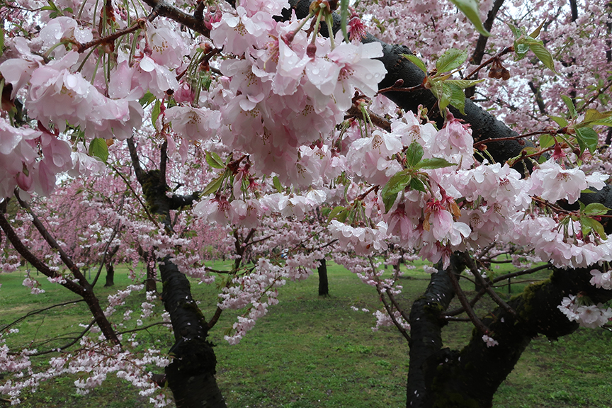 Cherry blossom season at Hirosaki Castle in Aomori prefecture