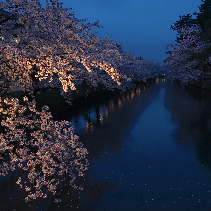 Cherry blossom season at Hirosaki Castle in Aomori prefecture