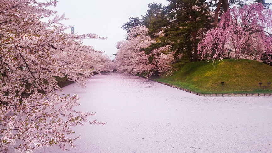 Cherry blossom season at Hirosaki Castle in Aomori prefecture