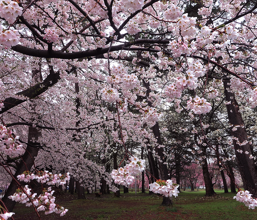 Cherry blossom season at Hirosaki Castle in Aomori prefecture