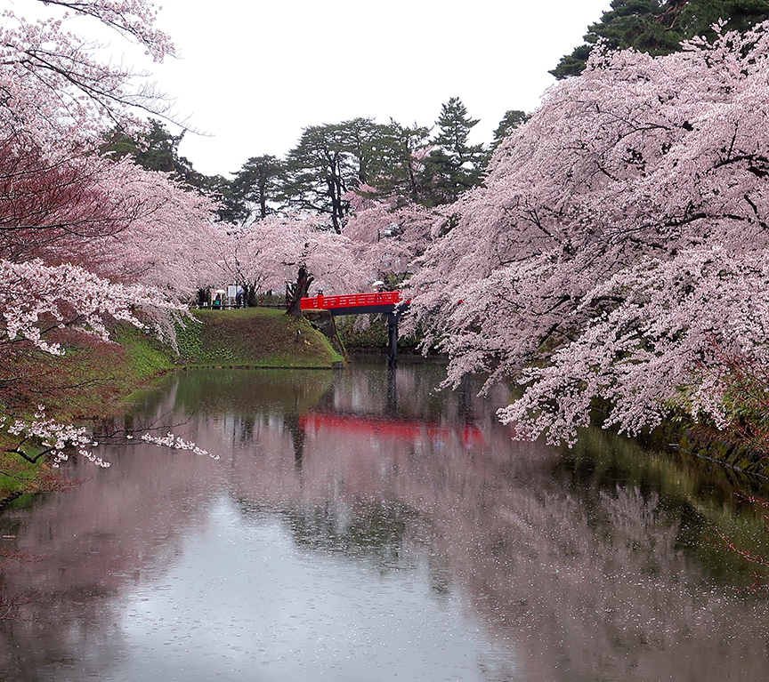 Cherry blossom season at Hirosaki Castle in Aomori prefecture