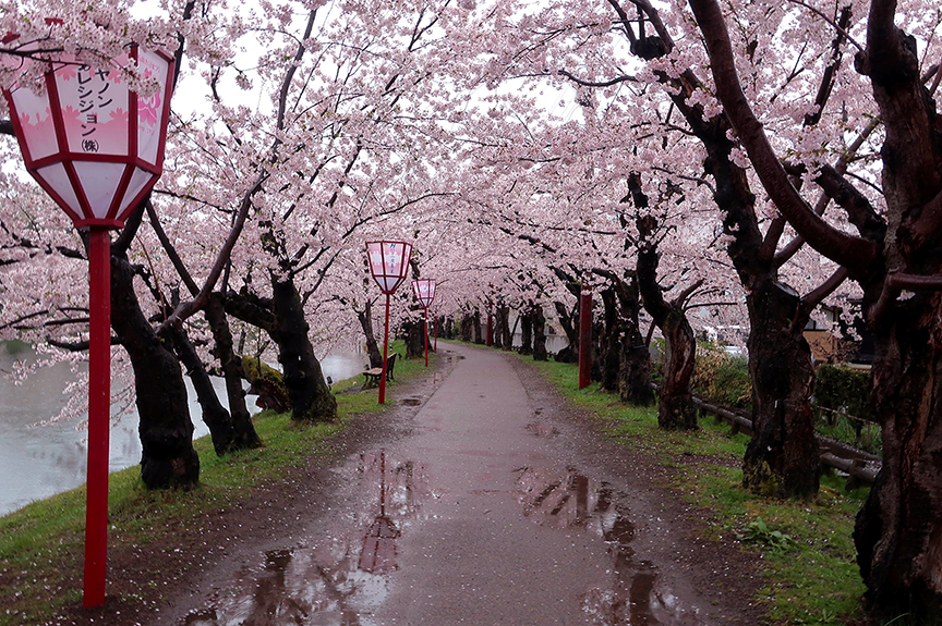 Cherry blossom season at Hirosaki Castle in Aomori prefecture