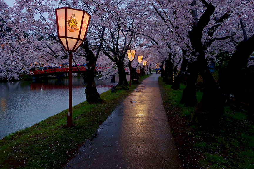 Cherry blossom season at Hirosaki Castle in Aomori prefecture