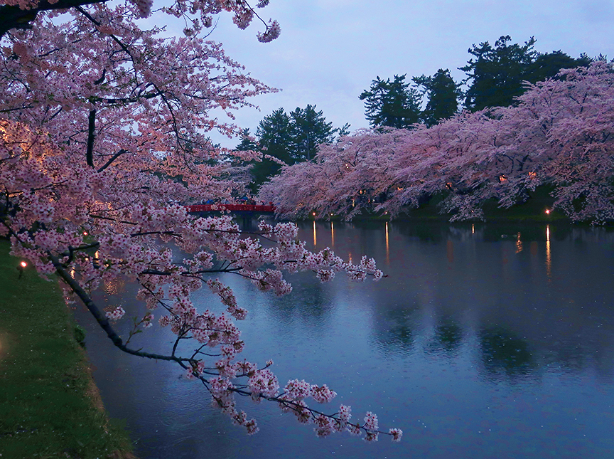 Cherry blossom season at Hirosaki Castle in Aomori prefecture
