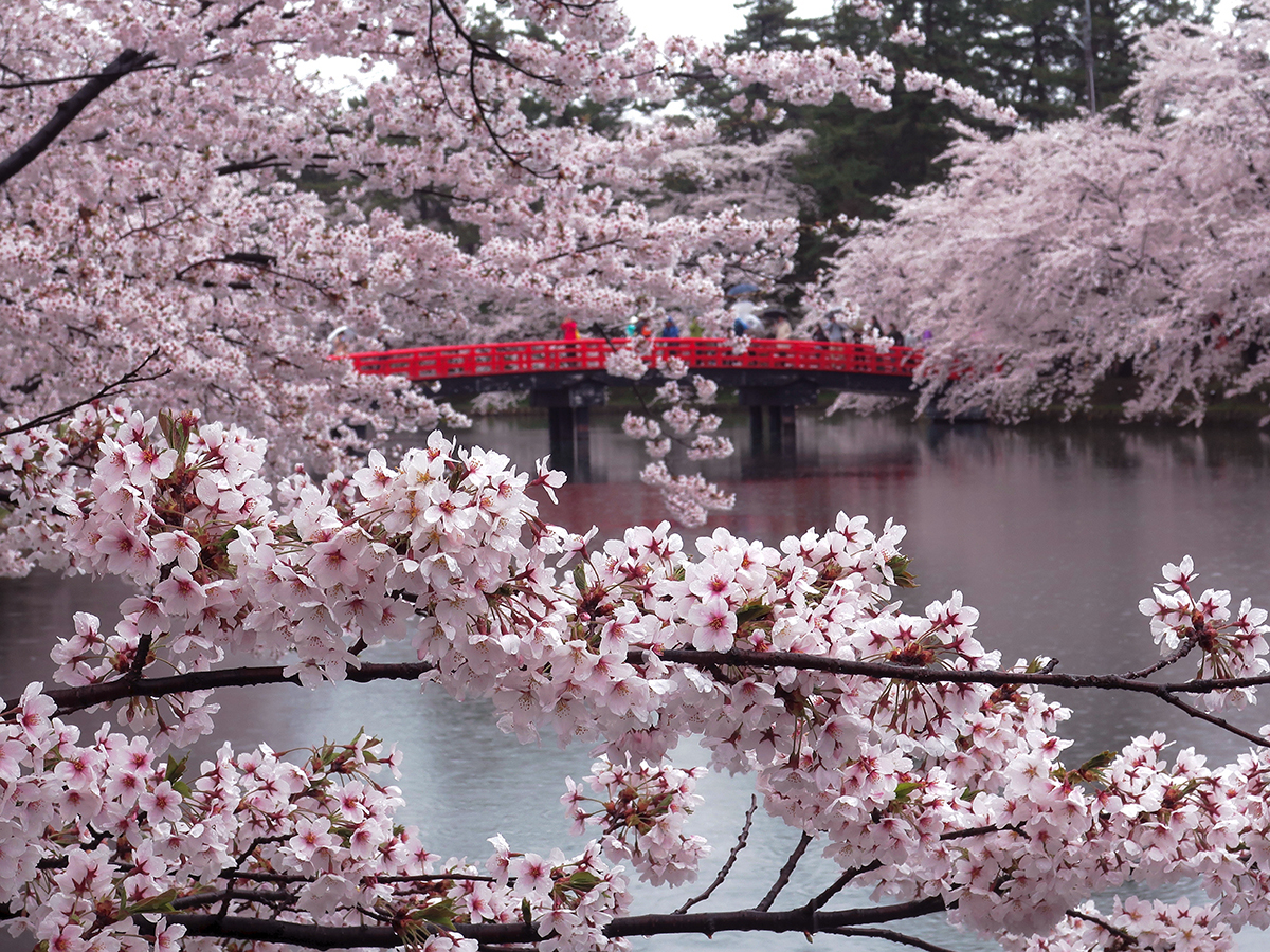 hirosakifeat.jpg?w=1200