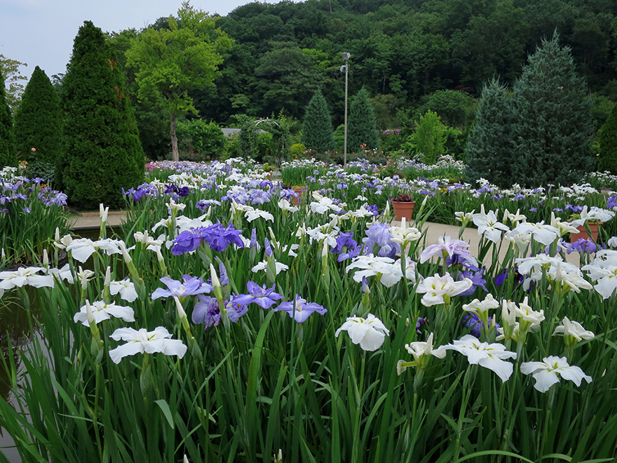 Iris in bloom at Ashikaga Flower Park