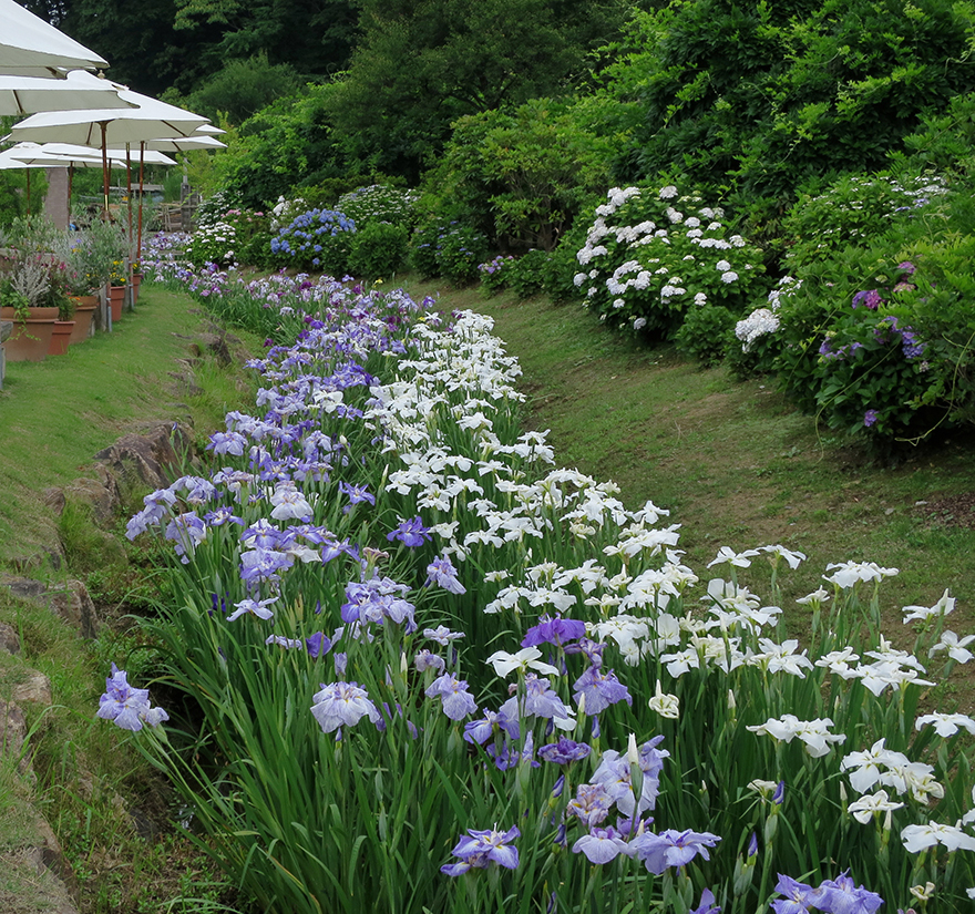 Iris in bloom at Ashikaga Flower Park