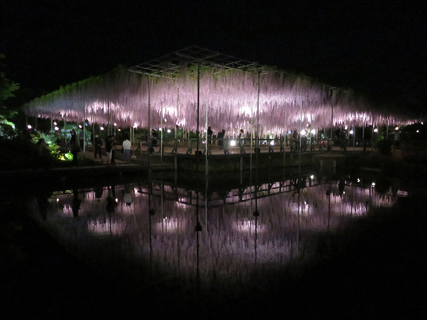Wisteria at Ashikaga Flower Park