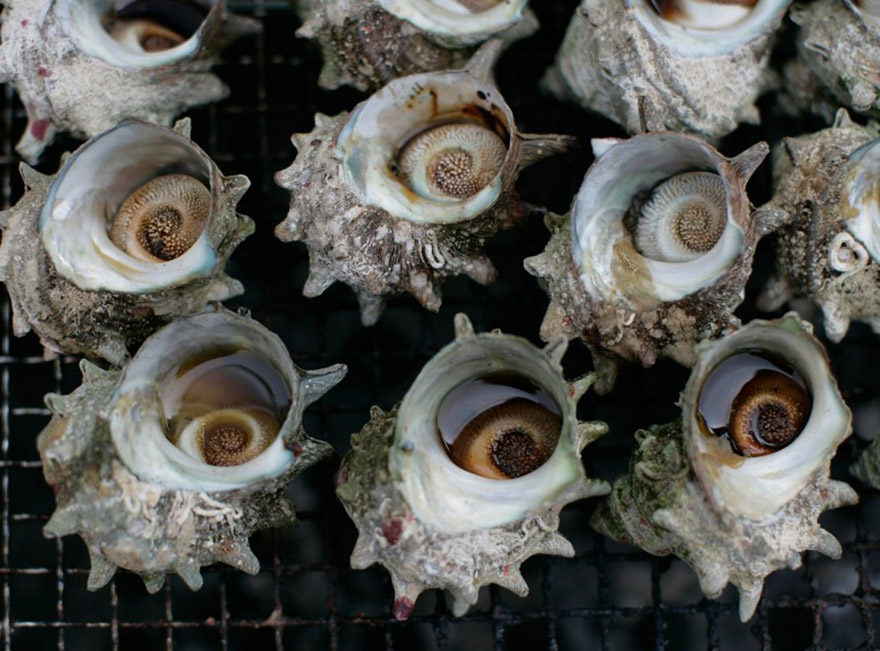 Sazae molluscs on Sado island