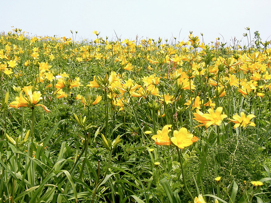 Daylilies blooming on the hills of Sado Island