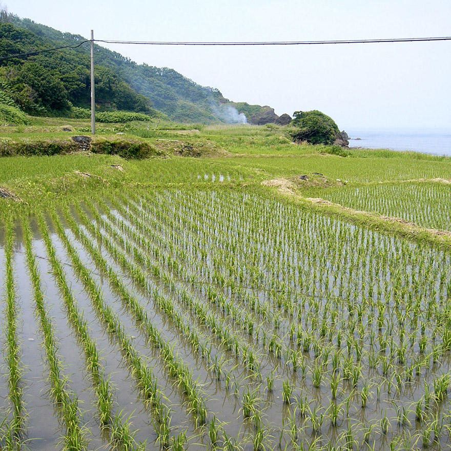 Rice growing on Sado Island