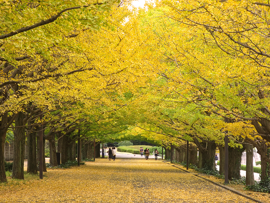 Let’s stroll down avenues lined with towering gold gingko trees