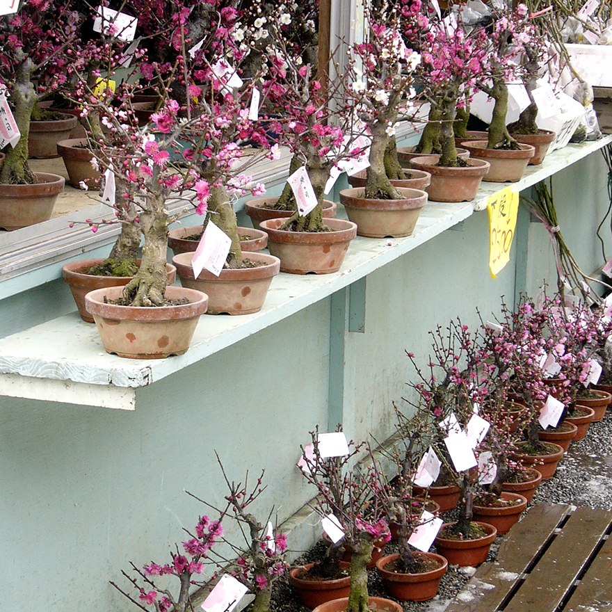 Bonsai plum trees in full bloom for sale at Kairakuen garden in Mito Japan