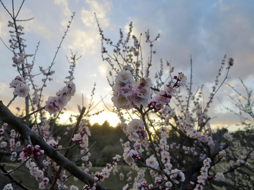 Plum blossoms at Kairakuen garden in Mito Japan