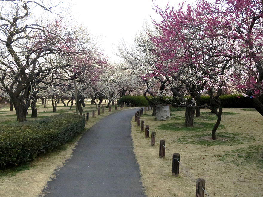 Plum trees in full bloom at Kairakuen garden in Mito Japan