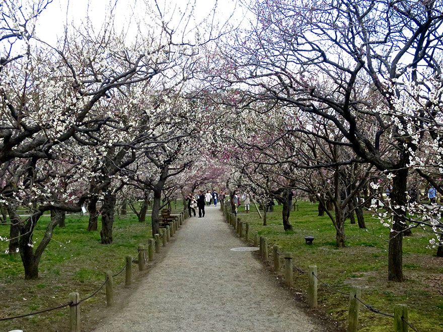 Plum trees in full bloom at Kairakuen garden in Mito Japan