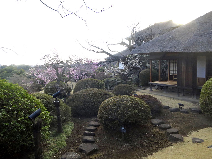 Samurai residence with plum trees in full bloom at Kairakuen garden in Mito Japan