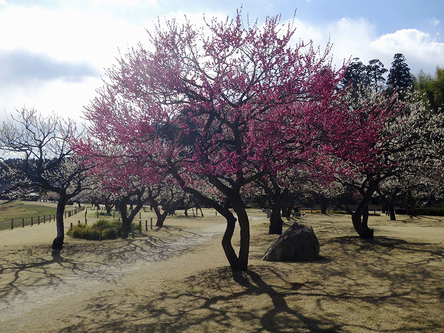 Plum trees in full bloom at Kairakuen garden in Mito Japan