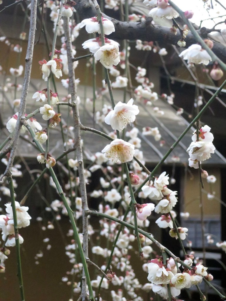 Weeping plum blossoms at Kairakuen garden in Mito Japan