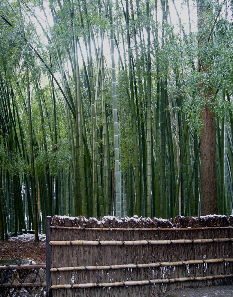 Timber bamboo in the snow at Kairakuen garden in Mito Japan