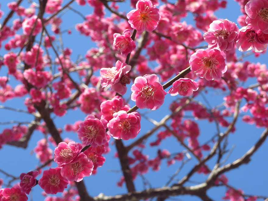 Plum blossoms at Kairakuen garden in Mito Japan