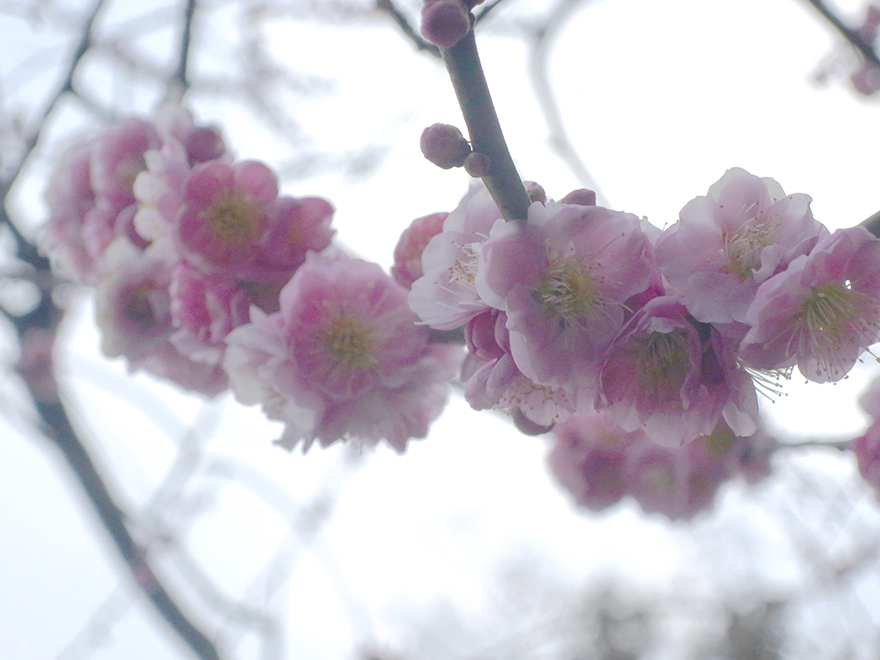 Plum blossoms at Kairakuen garden in Mito Japan