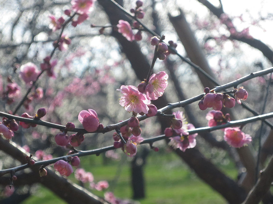 Plum blossoms at Kairakuen garden in Mito Japan