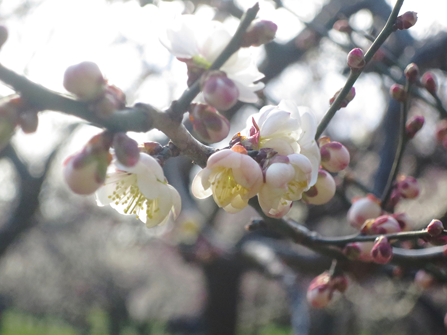 Plum blossoms at Kairakuen garden in Mito Japan