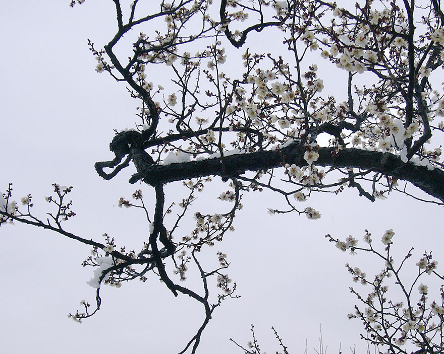 Plum blossoms at Kairakuen garden in Mito Japan