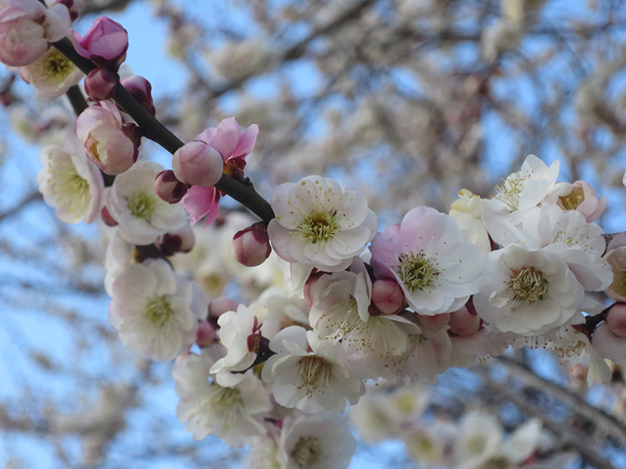 Plum blossoms at Kairakuen garden in Mito Japan