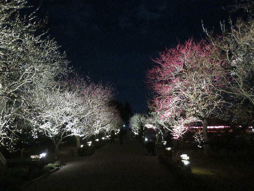 Plum trees in full bloom at Kairakuen garden in Mito Japan lit up at night
