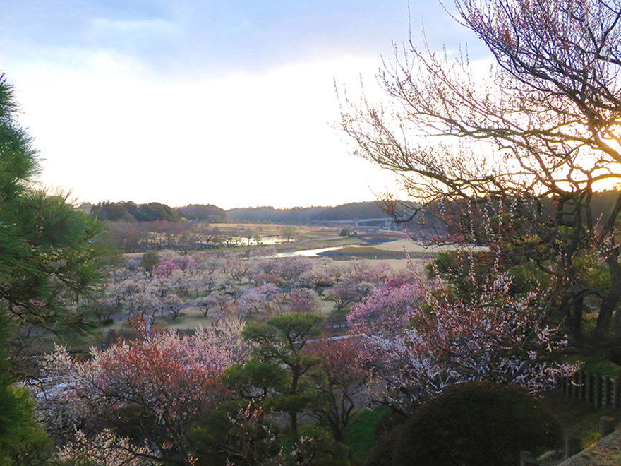 View of plum trees in full bloom at Kairakuen garden in Mito Japan