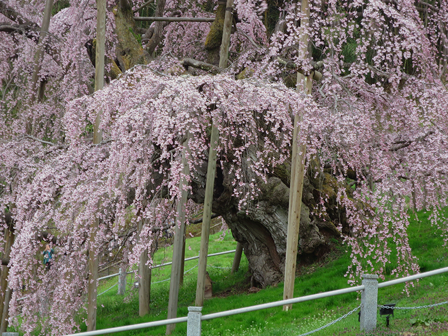Miharu Takizakura cherry tree in full bloom